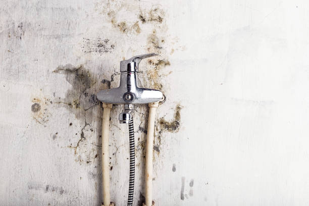 Best Kitchen Mold Remediation in Napervle, IL