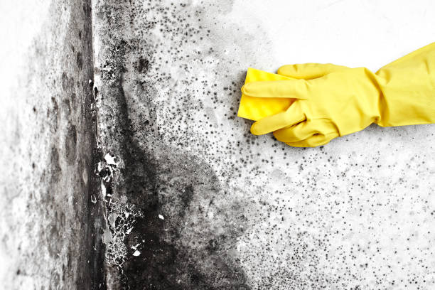 Best Mold Testing and Inspection Services in Napervle, IL