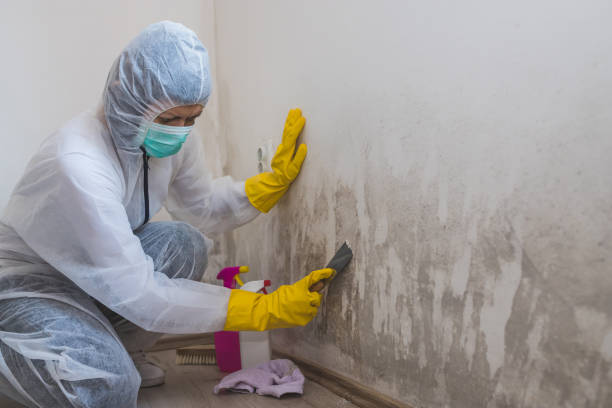Best Attic Mold Remediation in Napervle, IL