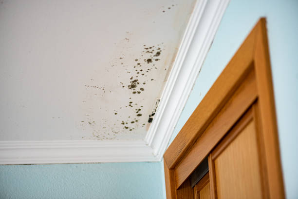 Best Localized Mold Remediation (e.g., coastal areas, humid climates) in Napervle, IL
