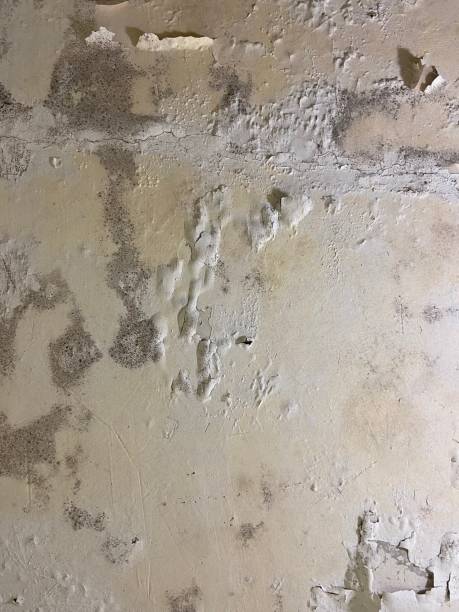 Best Crawl Space Mold Remediation in Napervle, IL