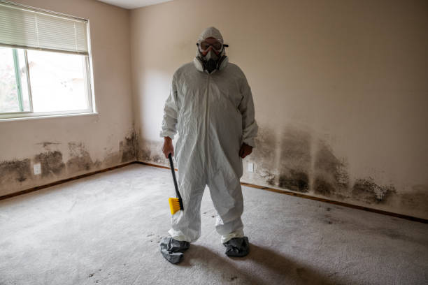 Best Mold Remediation for Schools in Napervle, IL