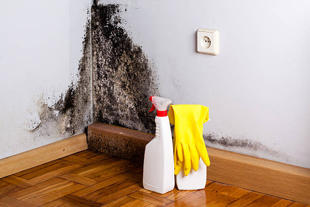 Best Industrial Mold Remediation in Napervle, IL