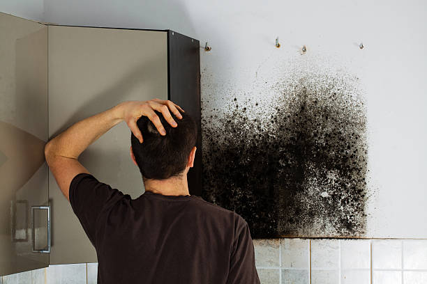 Best Residential Mold Remediation in Napervle, IL