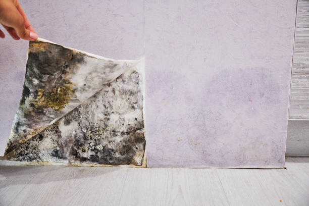 Best DIY Mold Remediation Support Services in Napervle, IL
